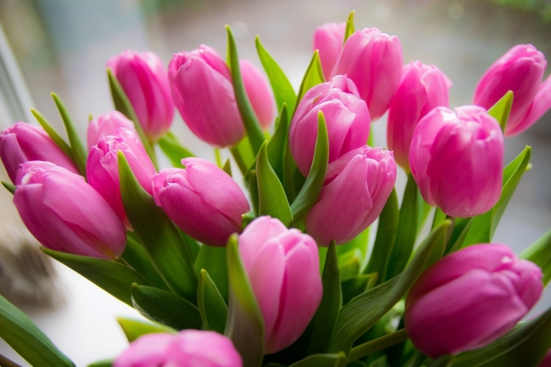 fleurs à bulbes vivaces bouquet de tulipes roses fond écran fleurs