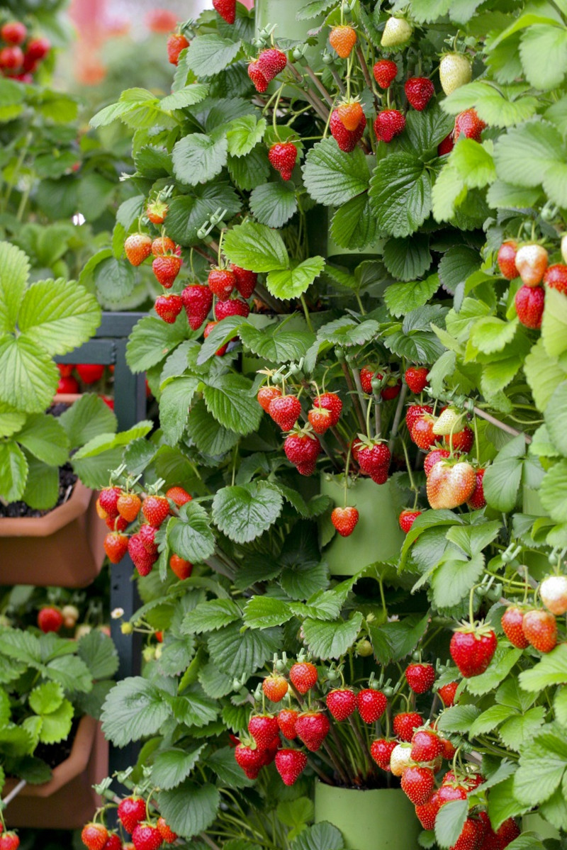 fraisier remontant planté en bacs à fleurs plante d extérieur