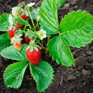 Planter des fraisiers - astuces et conseils pour avoir ses propres fruits bio
