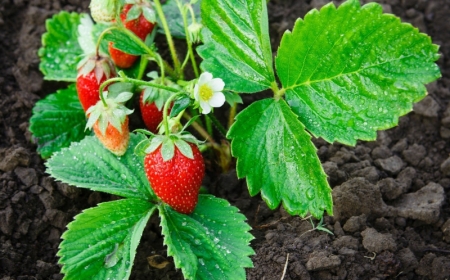 fraisier suspendu jardinière quels soins plantes d exterieur qui donnent des fruits