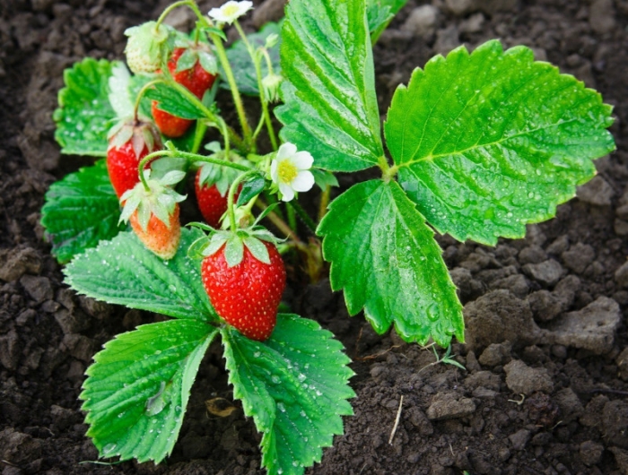 fraisier suspendu jardinière quels soins plantes d exterieur qui donnent des fruits
