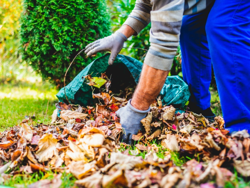 seasonal raking of leaves in the garden. concept of cleaning and