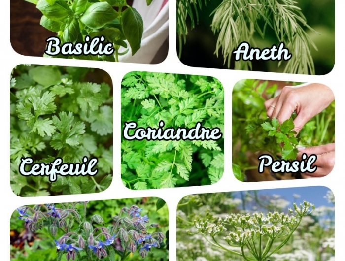 idée plantes aromatiques vivaces liste plantes aromatiques annuelles et bisannuelles
