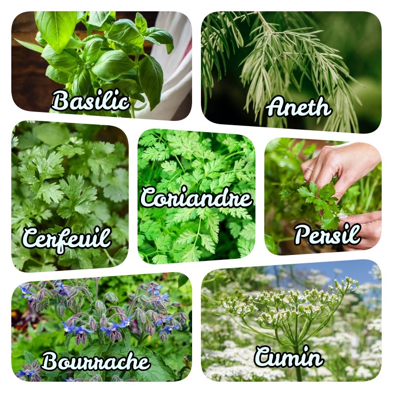 idée plantes aromatiques vivaces liste plantes aromatiques annuelles et bisannuelles