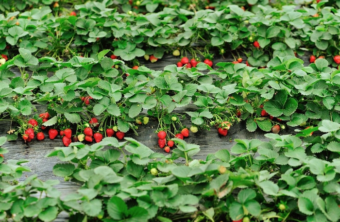 plantation de fraise en pleine terre un parterre de farisiers