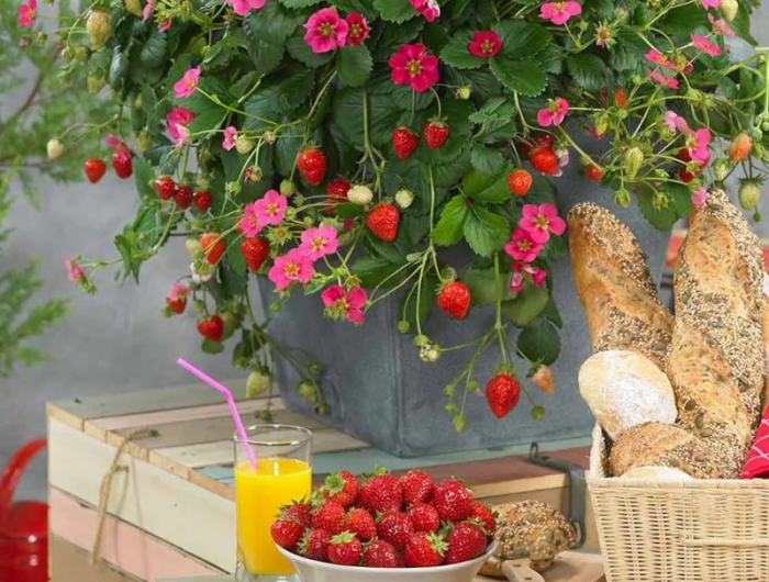 plantation fraisier en pot profiter des fruits qu on a dans le jardin