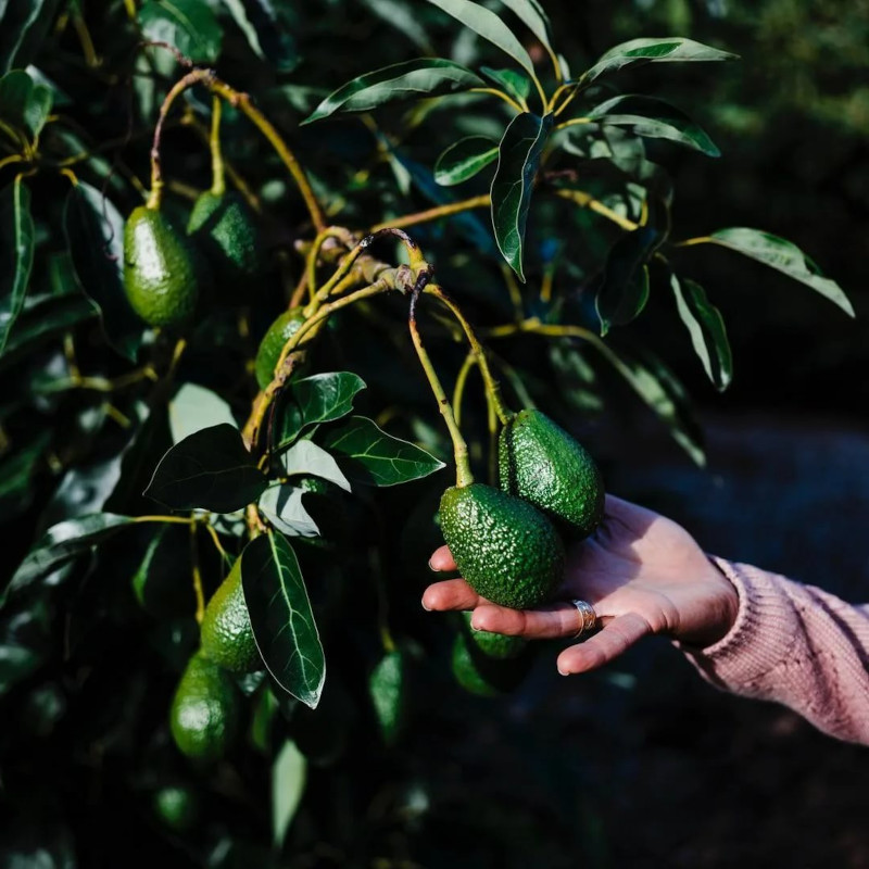 plant avocados, select ripe or unripe avocados and let them ripen