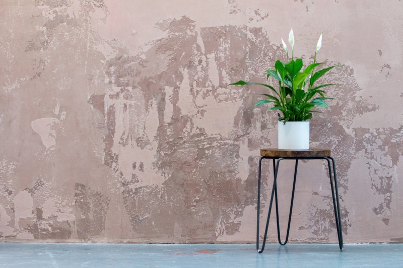plante d intérieur fleurie sur une petite chaise devant un mur gris