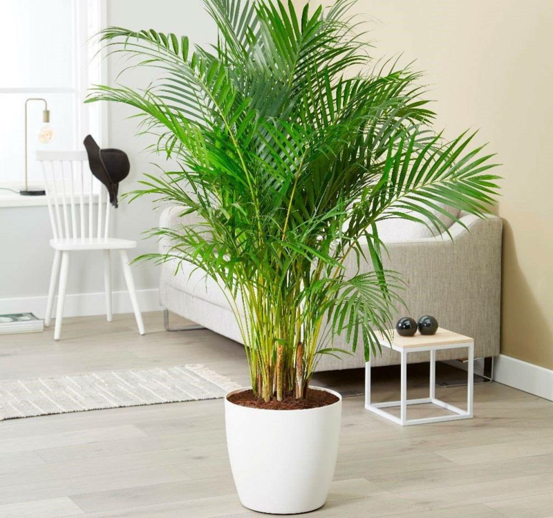 plante d intérieur ombre palmier areca dans l appartement style exotique