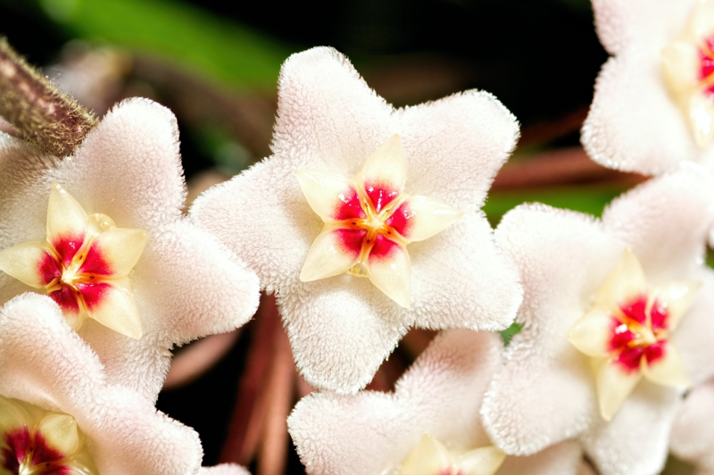 plante d intérieur originale fleurs blanches en forme d étoile de hoya