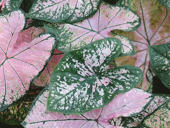 plante extérieur résistant au gel et au soleil les feuilles de caladium