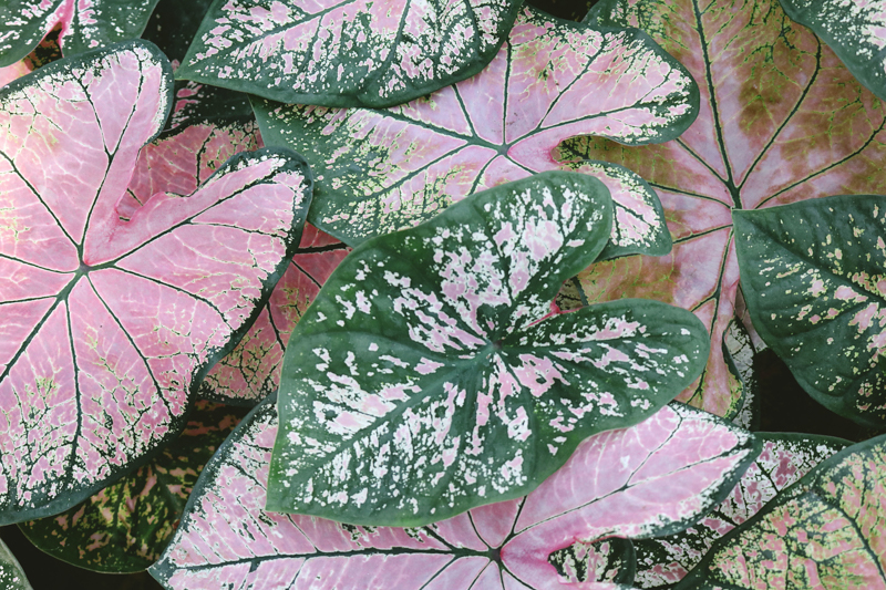 plante extérieur résistant au gel et au soleil les feuilles de caladium