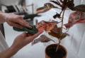 Plante extérieur résistant au gel et au soleil – jardin botanique virtuel