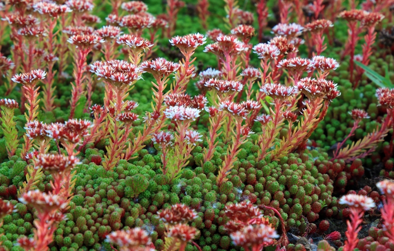 plante increvable exterieur sedum rustique multicolores dans le jardin