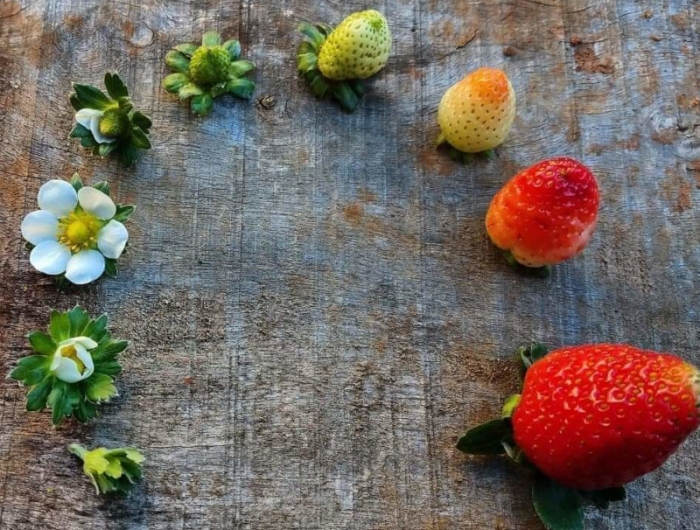 planter des fraisiers cycle de vie d une fraise quels soins pour une bonne plante