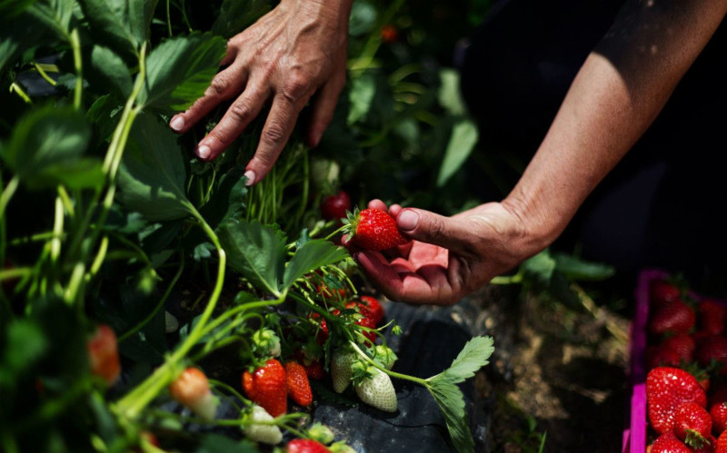 planter des fraisiers dans son jardin plante d extérieur cuillette