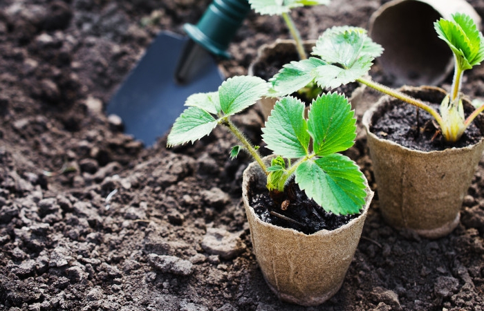 planter fraisier repiquer les plantes des pots en pleine terre
