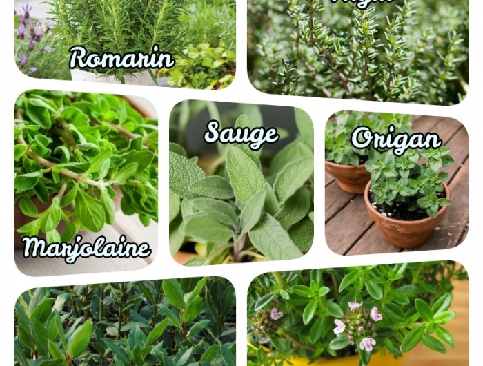 plantes aromatiques vivaces persistantes atomates liste complète