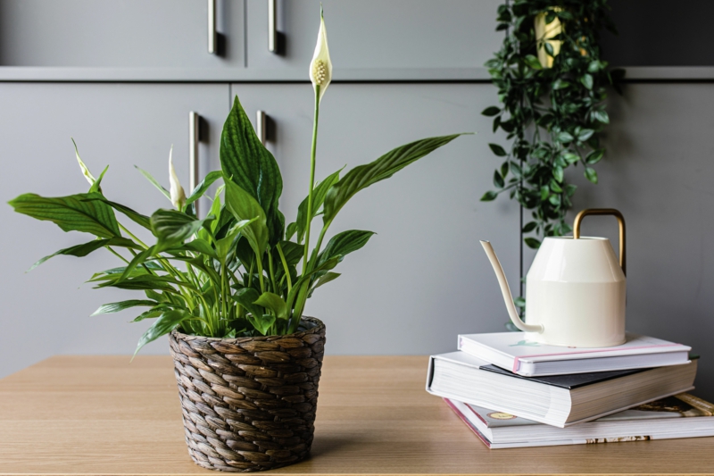 plantes d intérieur facile d entretien fleur de la lune dans sur un bureau