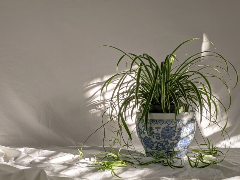plantes d intérieur facile d entretien plante araignée dant un pot blanc et bleu