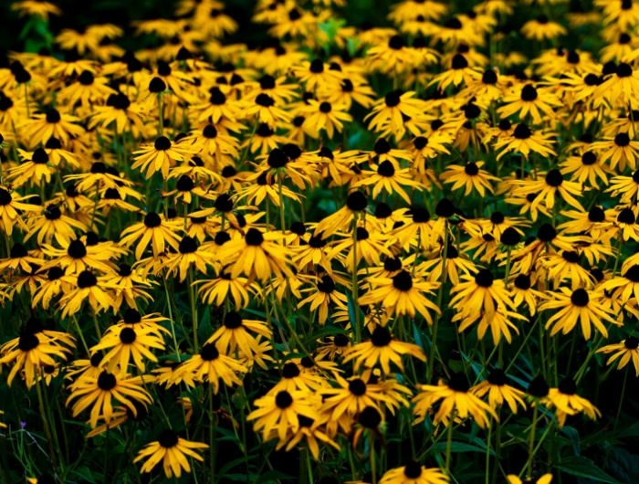 plantes plein soleil sans arrosage echincea fleurs jaunes sur la plaine