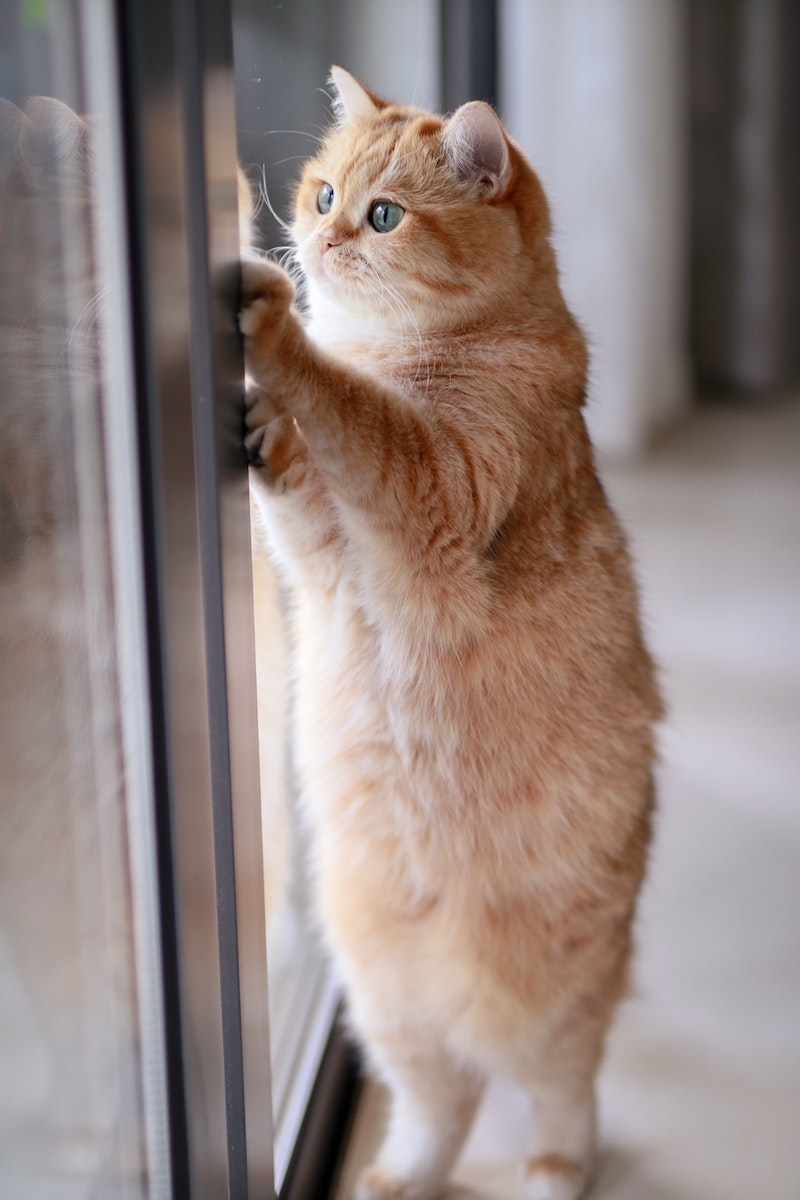 pourquoi mon chat ne ronronne pas chat qui regarde par la fenetre couleur roux