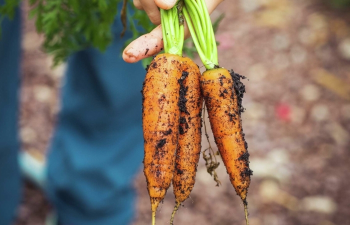 quand recolter carotte trois carottes fraîchement récoltées de la terre