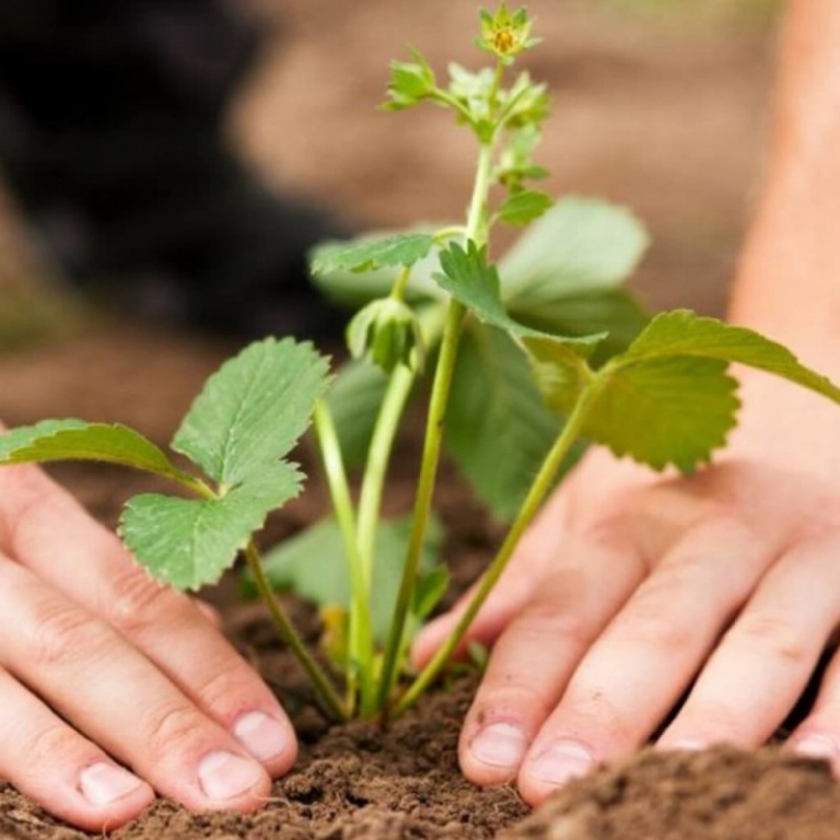 Planter des fraisiers astuces et conseils pour avoir ses propres