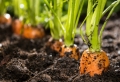 Comment conserver les carottes fraîches pour longtemps ?