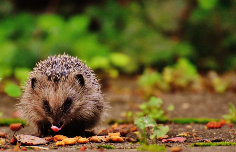 Que mange un hérisson – accueillir bien le meilleur ami de votre jardin