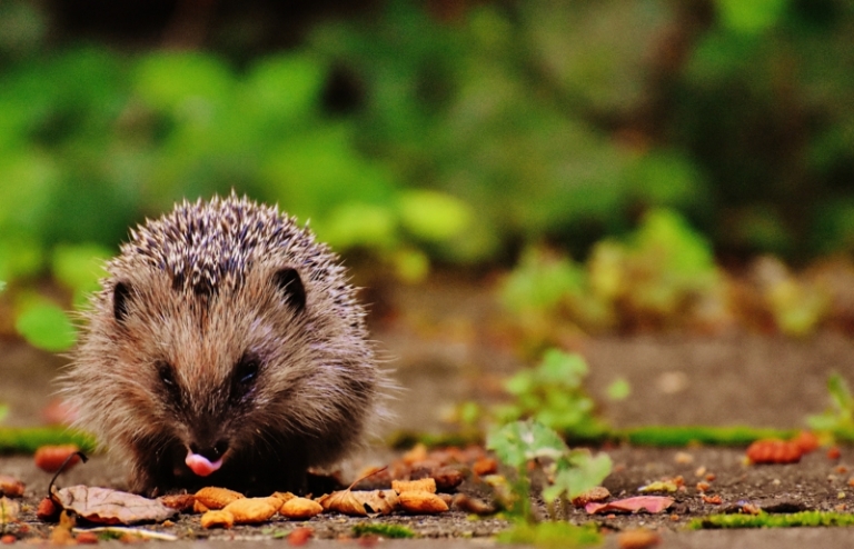 Que Mange Un Hérisson – Accueillir Bien Le Meilleur Ami De Votre Jardin