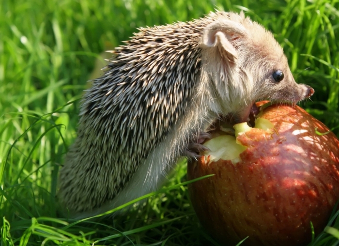 que mange un hérisson un hérisson qui mange une pomme rouge