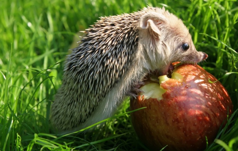 que mange un hérisson un hérisson qui mange une pomme rouge