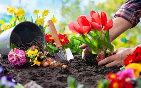 quelle fleur planter en octobre variétés bulbes automne floraison printemps