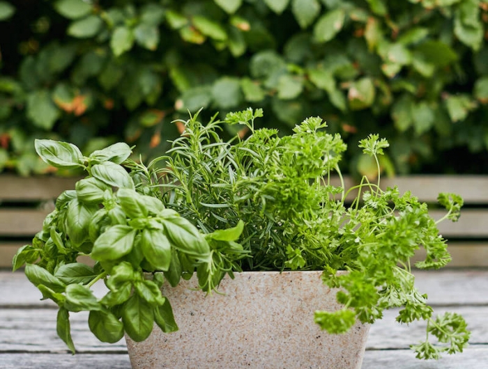 quelles plantes aromatiques planter ensemble dans le même pot ou bac à herbes fraiches