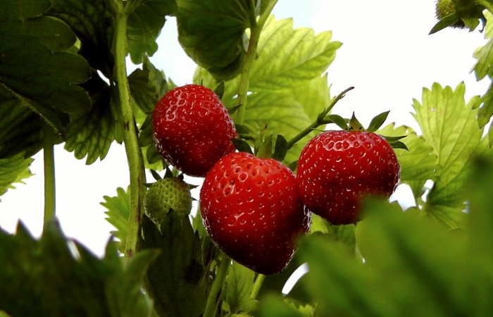 qunad planter des fraisiers en pleine terre bons fruits de fraises