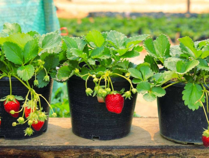 qunad planter les fraises en pots et en pleine terre plante d exterieur