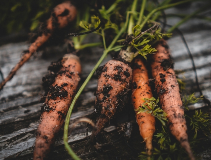 recolte carotte cinq carottes qui ont du tereau sur eux