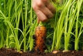 Comment conserver les carottes fraîches pour longtemps ?
