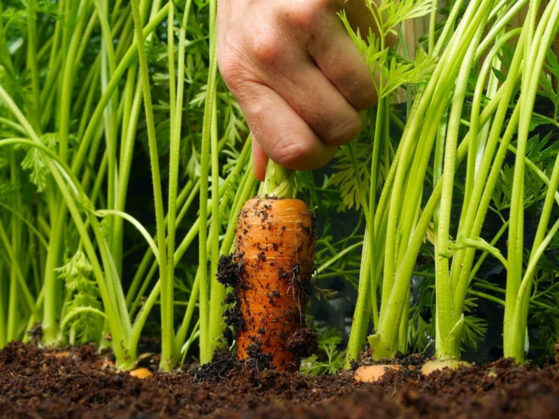 recolte carotte une main qui tire une carotte du terreau