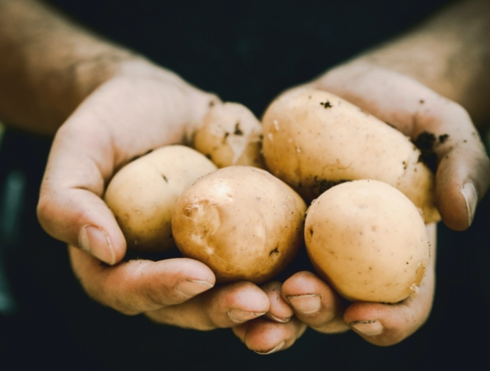recolte pomme de terre creux de la main qui tiennent des pommes de terre