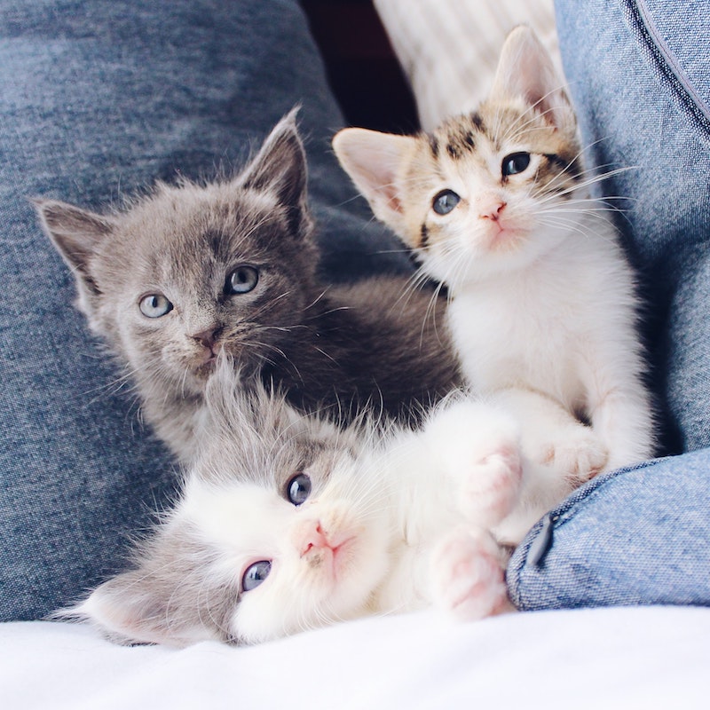 ronronnement appris par les chiots de leur mere comment un chat ronronne