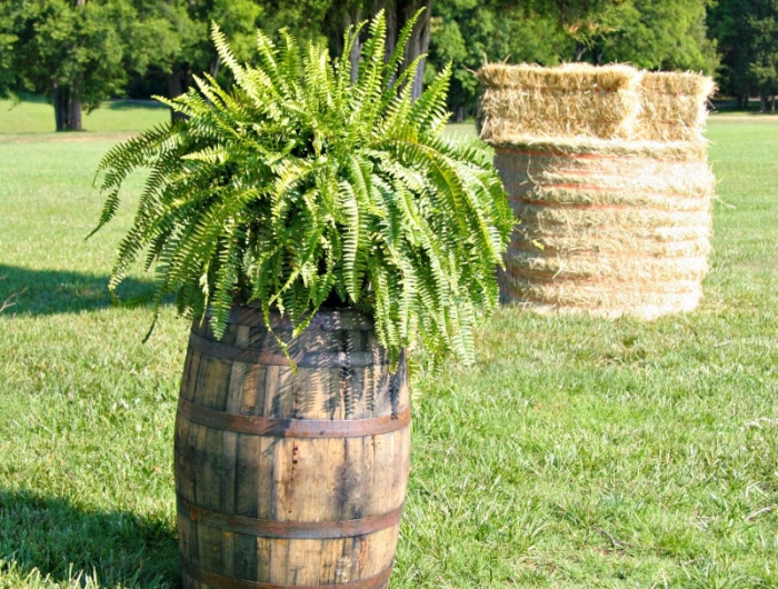 tonneau en bois pot de fleur d extérieur grand jardin avec gazon arbres