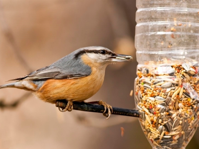 activité manuelle automne création mangeoire pour oiseaux