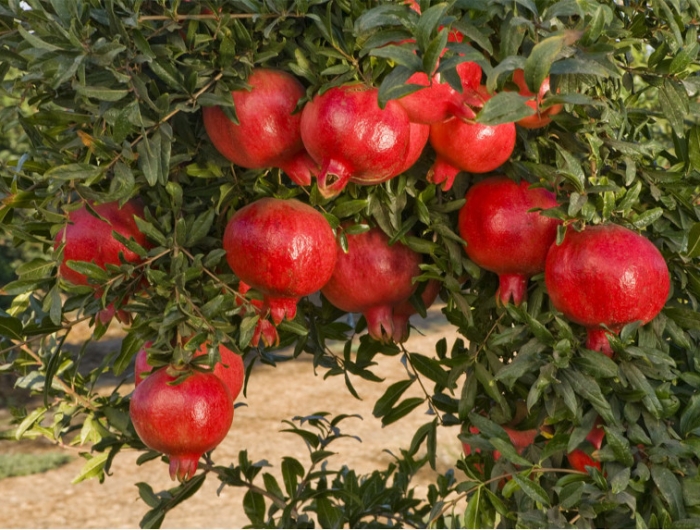 bienfait de la grenade pour la santé comment choisir le bon fruit mûr