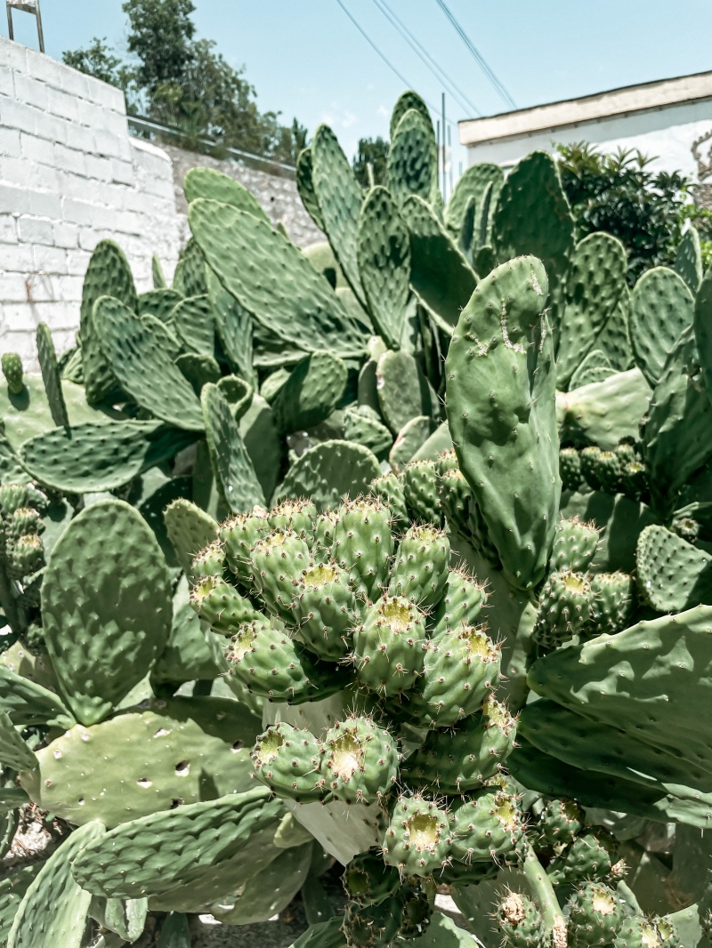 cactus exterieur plante résistante opuntia tolérance témpératures basses