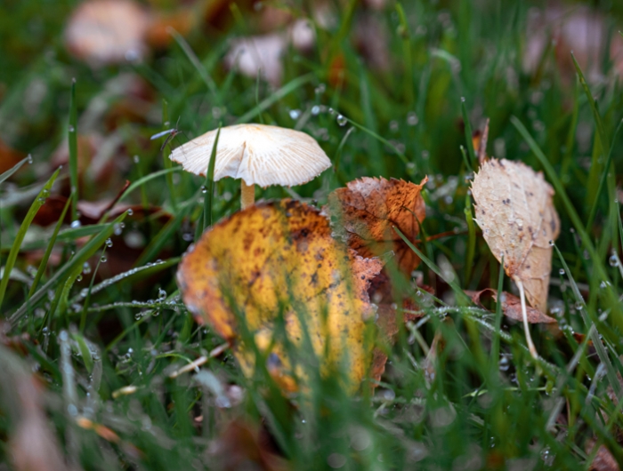 champignon foret champignon dans la pelouse mouillée par la pluie