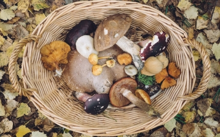 comment cponserver des champignons astuces déshydratation conserves congelation