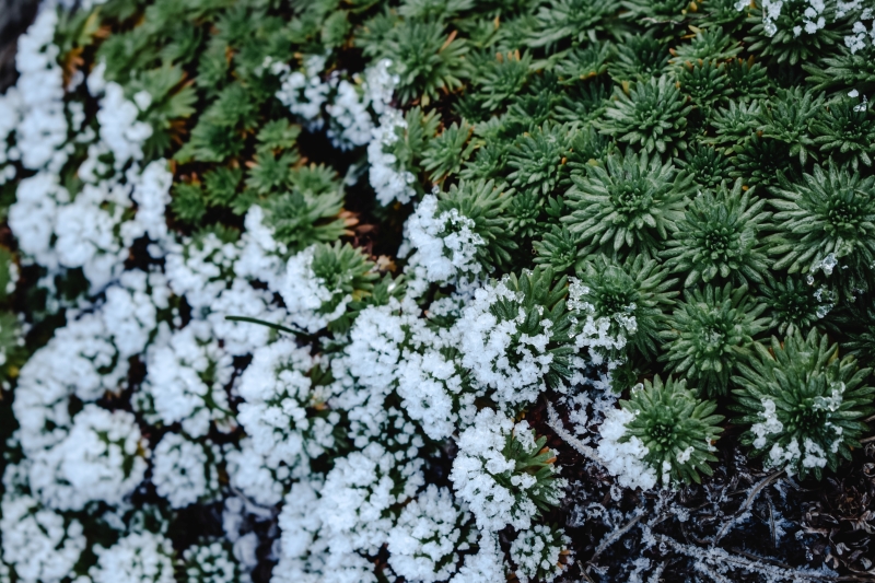 conseils protéger du froid plante grasse extérieur couche neige