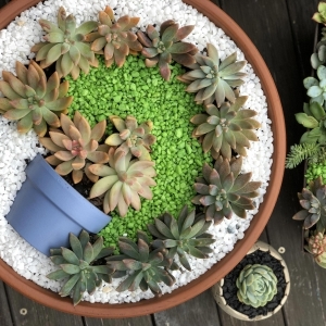 Créer un mini jardin de plantes grasses : les secrets pour faire son mini univers vert